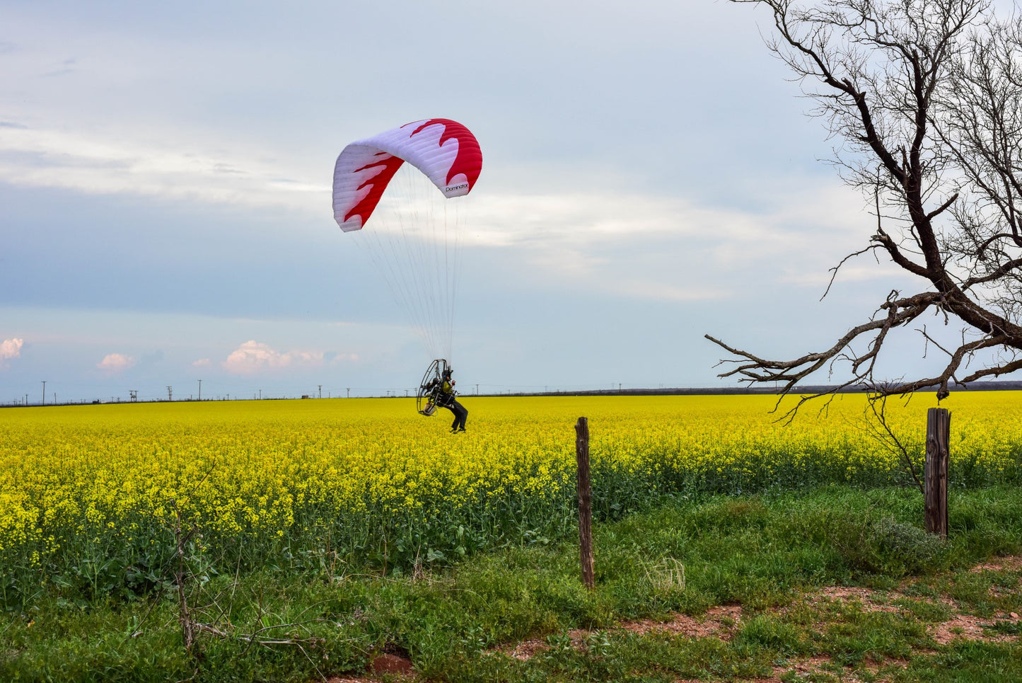 Dominator Paraglider (EN-A/AFNOR Standard)