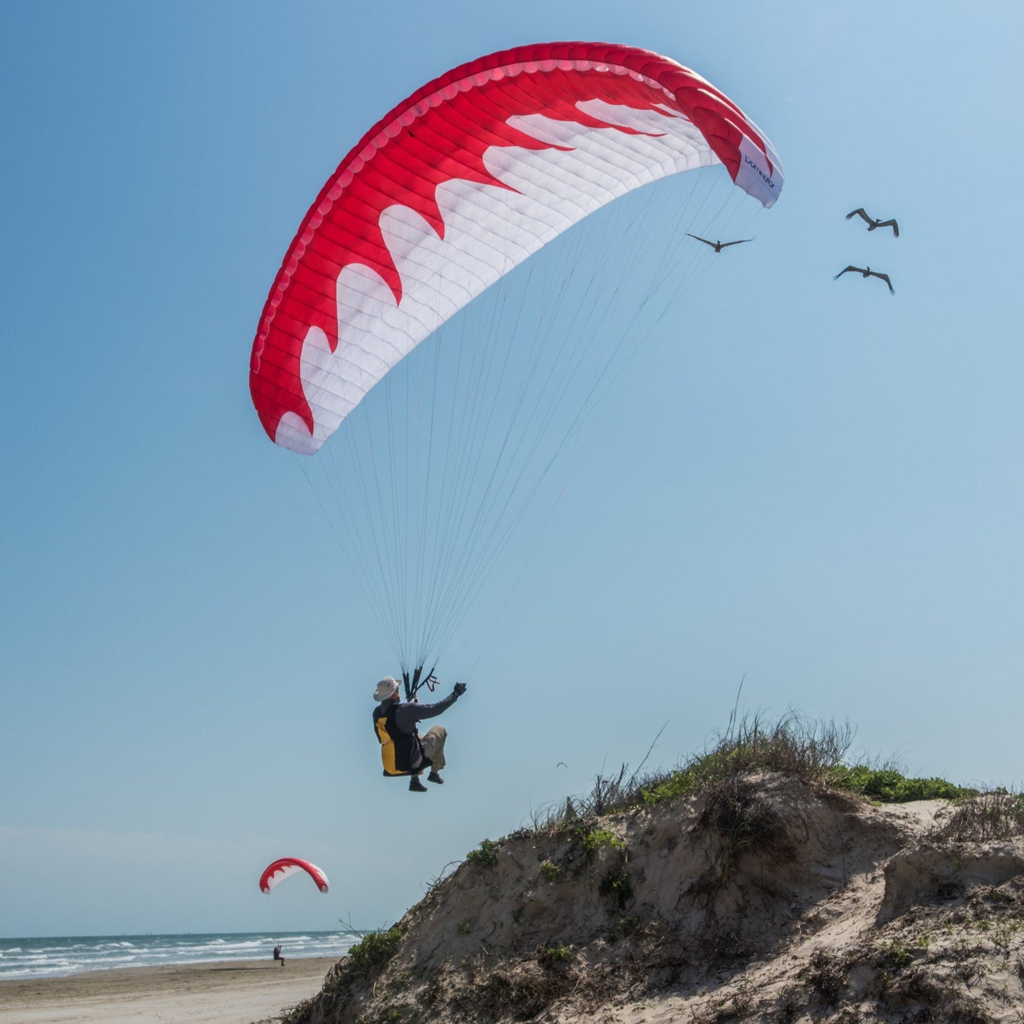 Dominator Paraglider (EN-A/AFNOR Standard)